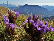 52 Gentiana anisodonta in Cima Menna con vista in Alben